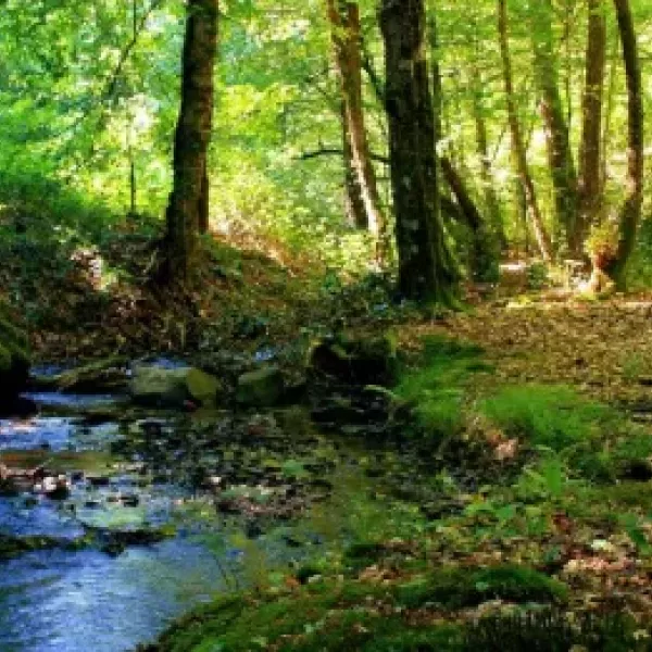 a28 - foret de persiegne.jpg