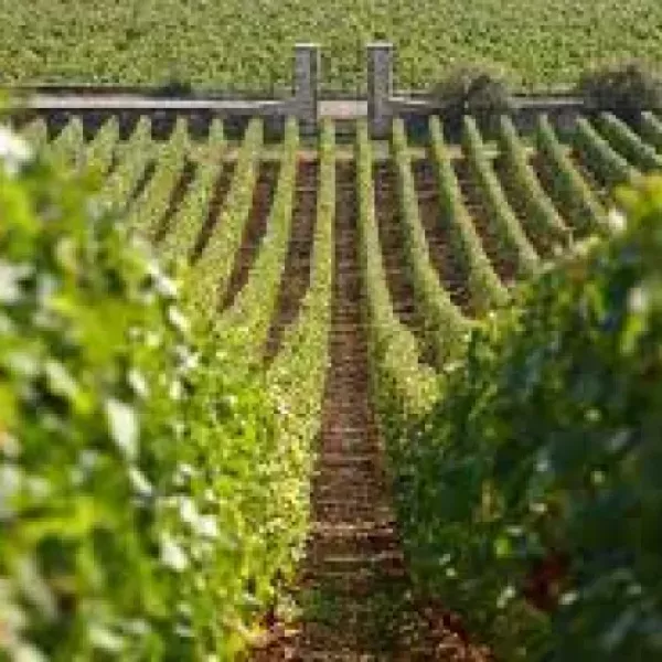 bourgogne_vignobles