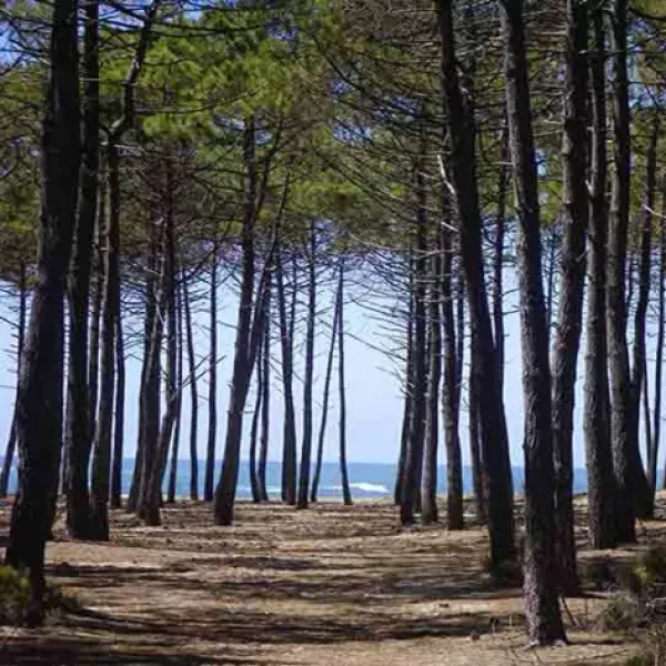 forêt-des-Landes