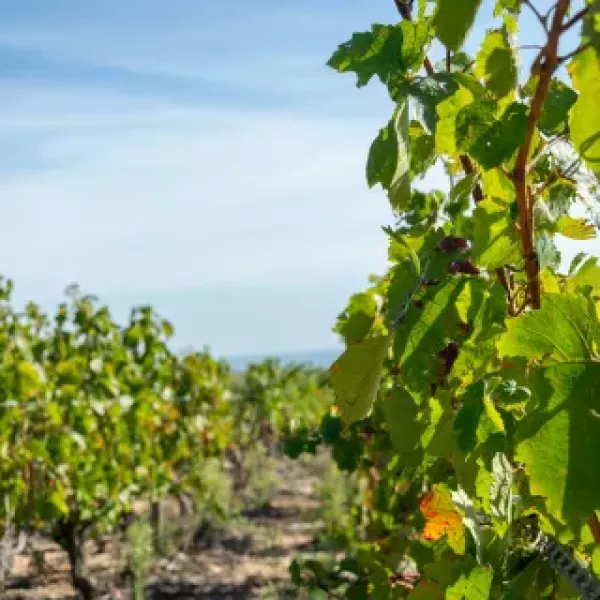 vignobles du beaujolais.jpg.jpeg