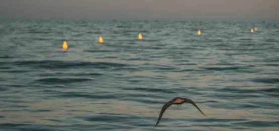 ville de narbonne (1)